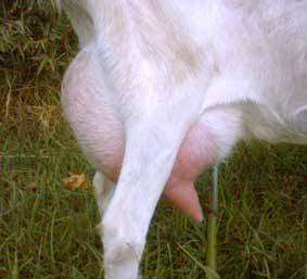Photo: Trigfry Goat Stud